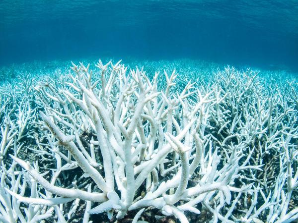 Es ist das zweite Jahr in Folge, dass die Korallen ausbleichen. Das Ausmaß ist noch nicht bekannt. 