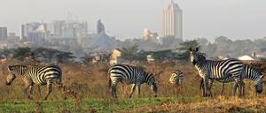 Der Nationalpark grenzt im Süden unmittelbar an die Millionen-Metropole Nairobi. Und die Stadt breitet sich immer weiter aus.