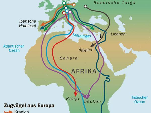 Die Routen der Zugvögel. Kurzstreckenflieger wie die Graugans bleiben in Europa, Langstreckenflieger wie der Weißstorch ziehen bis Südafrika.