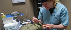Sue Carstairs behandelt die Wunden einer Schildkröte, die überfahren wurde. 