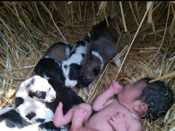 Kuscheln für die Wärme. Diese Hundewelpen retteten ein Baby in Indien.