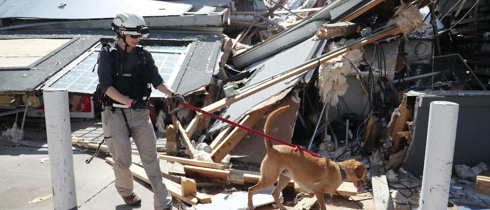 Kennie Gillander und ihr Hund Duke suchen in den Trümmern nach Verletzten. 