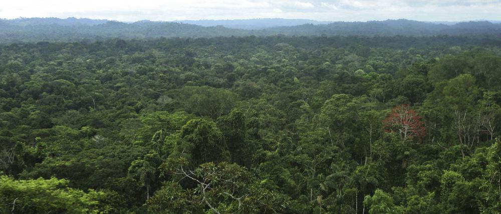 Im Amazonaswald kommt es immer wieder zu Morden an der indigenen Bevölkerung.