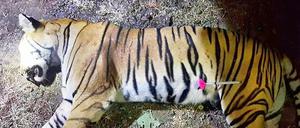 Foto der zuständigen Forstverwaltung in Indien, das die tote Tigerin zeigen soll. 