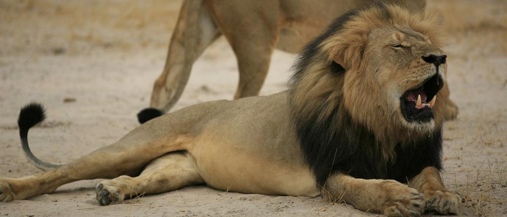 Cecil, das imposante Tier, wurde geköpft und gehäutet, nachdem es getötet worden war.