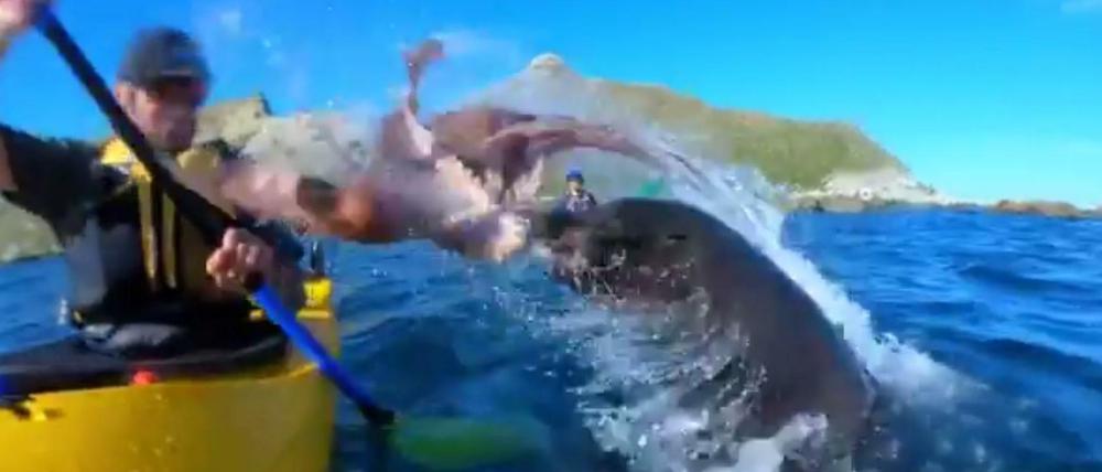 Ein Seehund klatscht Kyle Mulinder einen Tintenfisch ins Gesicht.