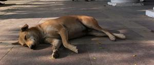 Ein Hund liegt am Shopping-Platz Connaught Place in Neu Delhi, Indien. (Symbolbild)