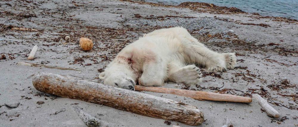 Das Foto zum Drama von Spitzbergen: Der erschossene Eisbär liegt in Sand. Einer weniger von einer ohnehin gefährdeten Art. 