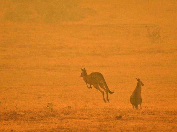 Kängurus im Rauch der Buschfeuer in Cooma, Australien. 