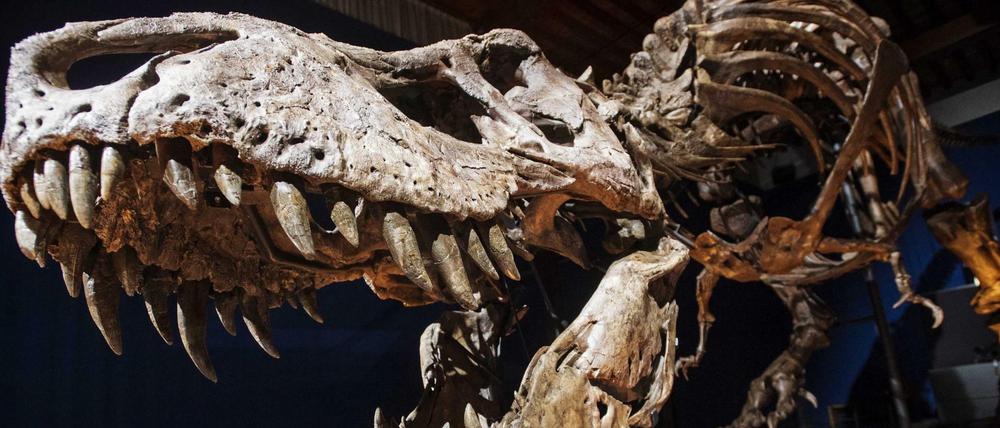 Das Skelett-Nachbau eines Tyrannosaurus rex in einem Museum.