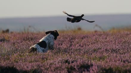Ein Hund läuft der Beute während der Jagd durch die Moorlandschaft von North Yorkshire hinterher, während der „Glorious 12th“, dem offizielle Beginn der Moorhuhnsaison.