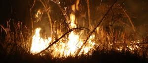 Flammen lodern in der Nacht im Nationalpark Harz bei Schierke.