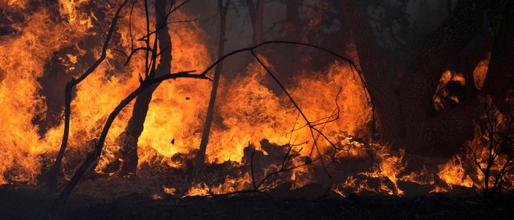 Flammen lodern in einem Waldgebiet während der Waldbrände in Südfrankreich.