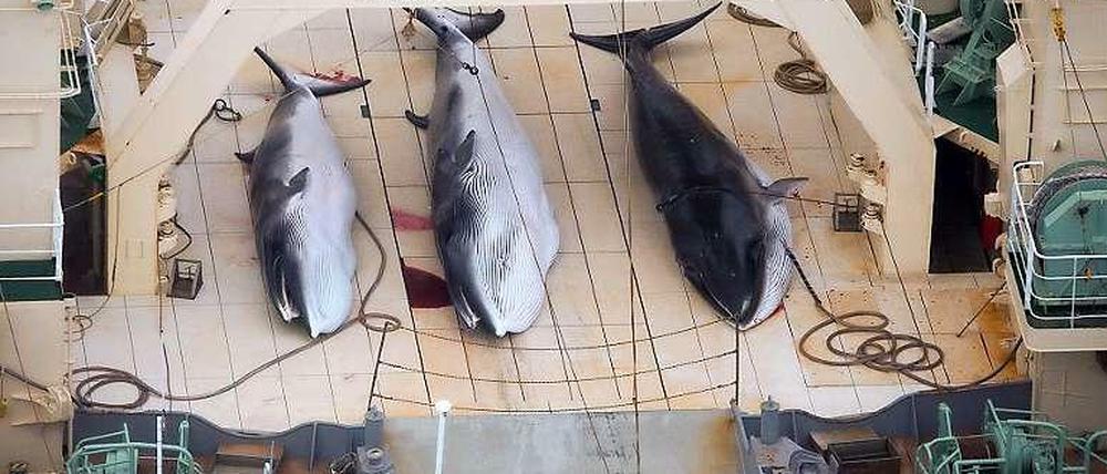 Japan brüskiert Tierschützer. Das Bild zeigt drei tote Wale auf dem japanischen Walfangschiff Nisshin Maru in der Antarktis.
