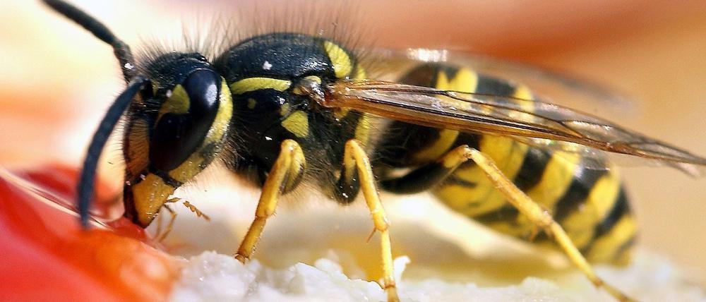 Eine Wespe nascht von Erdbeerkonfitüre auf einem Brötchen. 