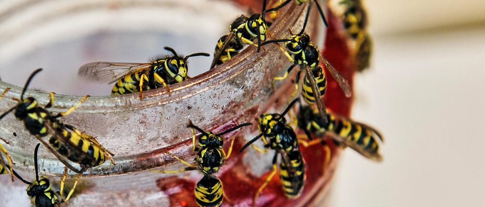Zahlreiche Wespen haben sich in Berlin an einem Marmeladenglas niedergelassen. In diesen Wochen ist Hochsaison für Wespen. Je wärmer es ist, desto mehr Tiere entwickeln sich. Neben Eiweiß brauchen sie auch Zucker zum Überleben.