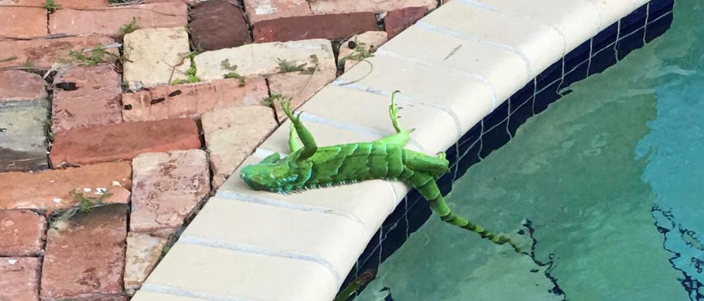 Ein schockgefrosteter grüner Leguan liegt in Boca Raton am Rande des Pools von Frank Cerabino.