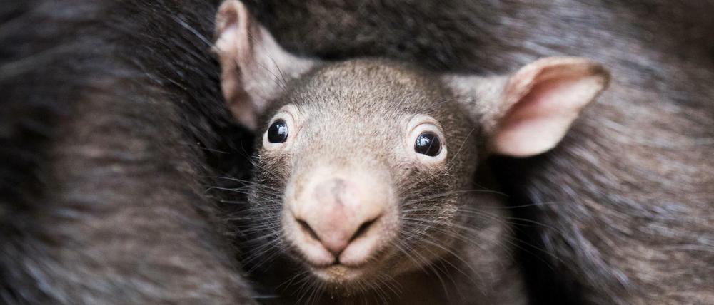 Der kleine Wombat Apari schaut aus dem Beutel seiner Mutter Tinsel.