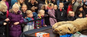 Zahlreiche Kinder beobachten in Odense in Dänemark am 15.10.2015 wie ein Löwe seziert wird. Im Ort Odense werden Tiere schon seit vielen Jahren regelmäßig seziert, um Kindern etwas über die Natur beizubringen.