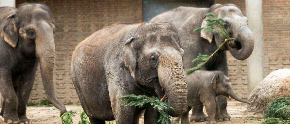 Diese Elefanten müssen sich wohl keine Sorgen um ihr Futter machen.