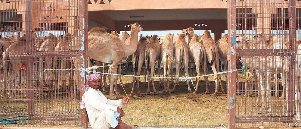 Geduld ist gefragt. Die Konkurrenz der Händler auf dem Kamelmarkt von Al Ain ist groß und keins der Lasttiere ein Schnäppchen.