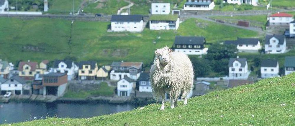 Gesegnet mit sattem Grün. 50 000 Menschen und 70 000 Schafe leben auf den Färöern. An den ziemlich oft niedergehenden Sprühregen sind Zwei- und Vierbeiner gleichermaßen gewöhnt.