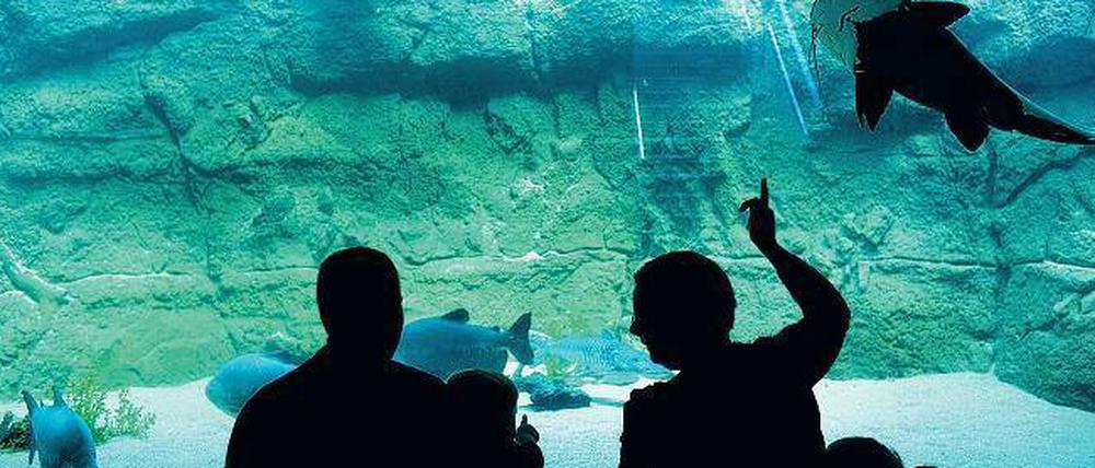 Der da könnte gefährlich sein! Zum Glück schützen dicke Glasscheiben die Besucher vor spitzen Haifischzähnen.
