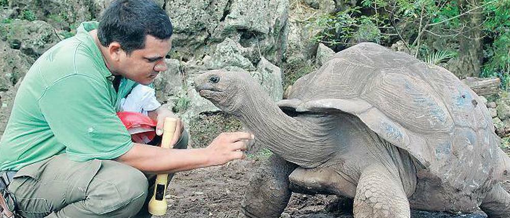 Streichel mich. Die Aldabra-Riesenschildkröte mit dem Namen Patrick (93 Jahre alt) ist der ganze Stolz im Nachzuchtprojekt.