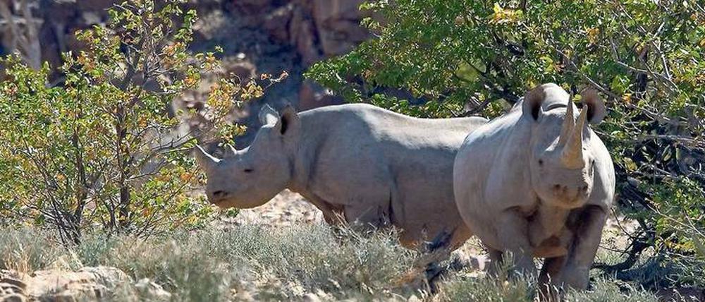 Archaische Bewohner des „Rhino Camps“. Wie viele der Tiere es dort gibt, wird geheim gehalten – wegen der Wilderer.