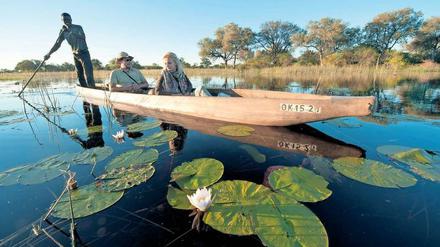 Papyrus und Seerosen. Bei einer Mokoro-Tour im Okavangodelta wird man mitten durchs Feuchtgebiet gestakt. Der Okavango Kopano Mokoro Community Trust bietet Ausflüge an. 