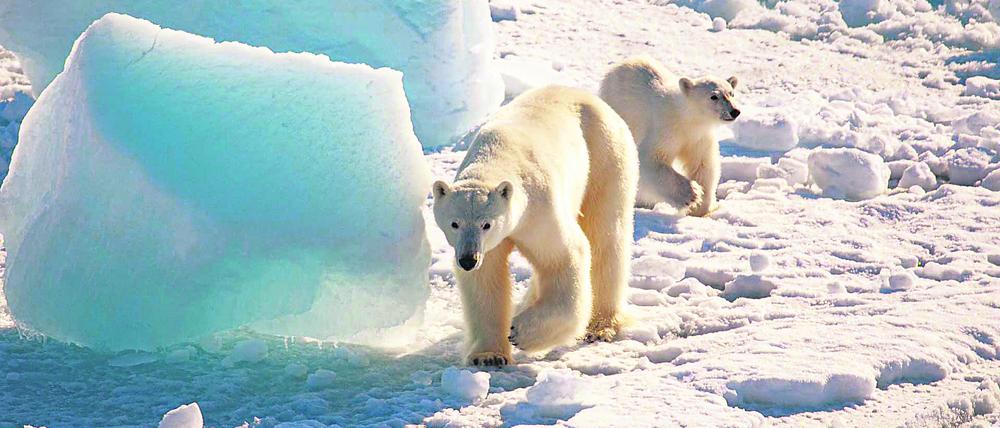 Eisbären kennen hoch im Norden keine Furcht.