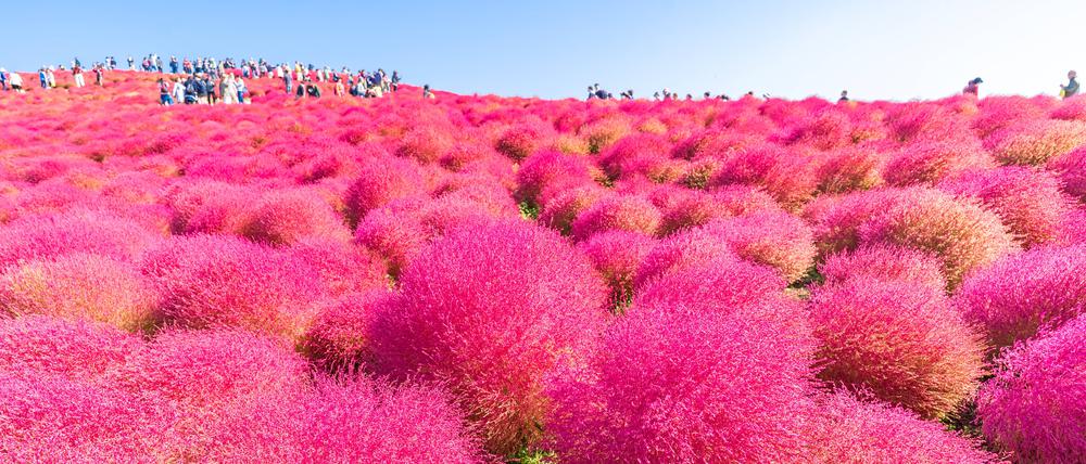 Ein rotes Blütenfeld in Hitachi.