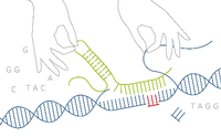 Mit der "Crispr"-Technik, einer Art Genschere, lassen sich an jeder beliebigen Stelle im Erbgut DNS-Stücke einsetzen oder herausschneiden. Grafik: Sisters of Design