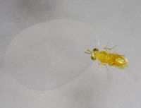 Die Forscher fütterten Schlupfwespen mit Insektizid-belastetem und unbelastetem Honigtau und beobachteten die Auswirkungen auf die Lebensdauer der Tiere. Foto: Alejandro Tena, Uni Valencia