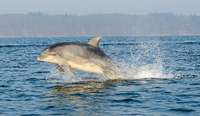 Ein Delfin springt aus dem Wasser. Foto: Benjamin Nolte/dpa