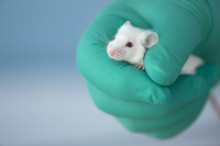 Mehr als 90 Prozent der Tierversuche in Berlin fanden zuletzt mit Mäusen und Ratten statt. Getty Images