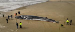 Menschen stehen am Kadaver eines 17 Meter langen Finnwals (Balaenoptera physalus), der am Strand in East Yorkshire liegt.