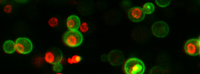 Hefezellen enthalten etwa 42 Millionen Proteinmoleküle. Foto: Brandon Ho/University of Toronto