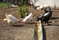 Die Hühner der Frühsammers - ein glückliches Kuddelmuddel unterschiedlicher Rassen Foto: Kai-Uwe Heinrich