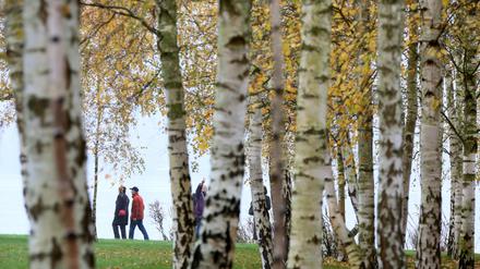 Spaziergänger sind am 13.11.2014 im Garten der Liebermann-Villa in Berlin Wannsee hinter einem herbstlichen Birkenwald zu sehen. Foto: Stephanie Pilick/dpa ++ +++ dpa-Bildfunk +++