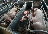 Tiere leiden, Menschen essen: Muttersäue mit ihren Ferkeln im Stall. Foto: Jens Büttner/dpa