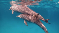 Delfine orientieren sich am Geschmack des Urins, um Artgenossen zu erkennen. Foto: Angela Ziltener/Dolphin Watch Alliance/dpa