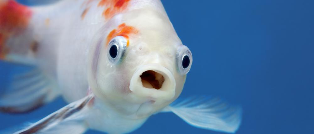 Schreckmoment: Goldfische gehören zu den Hochrisikoarten für heimische Gewässer.