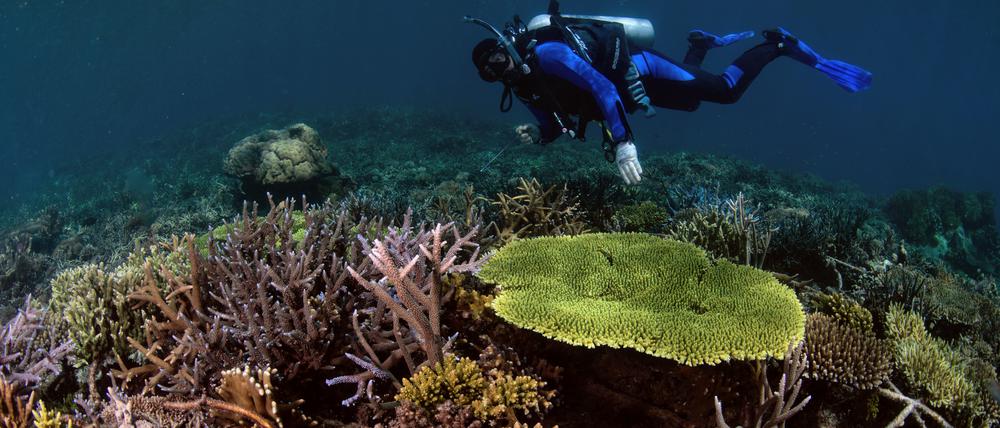 Nach vier Jahren sind die sanierten Riffe kaum von natürlichen zu unterscheiden. 