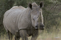 Welt-Artenschutzkonferenz Cites in Johannesburg