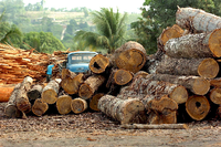 Die Abholzung des Regenwaldes im Amazonas-Gebiet geht wieder rascher voran. Foto: Marcelo Sayao, dpa