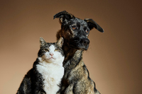Ökobilanz von Hunden und Katzen