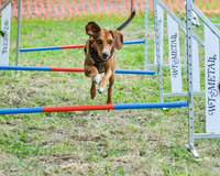 In Lichtenberg bangt ein Hundesportverein um sein Trainingsgelände. Mehr dazu im Newsletter. Foto: Dogworkz Hundeschule