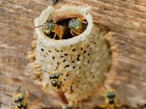 Fleißige Amazonas-Bewohner: Der Honig der Wildbienen ist flüssiger als der ihrer europäischen Verwandten und hat einen niedrigeren PH-Wert.