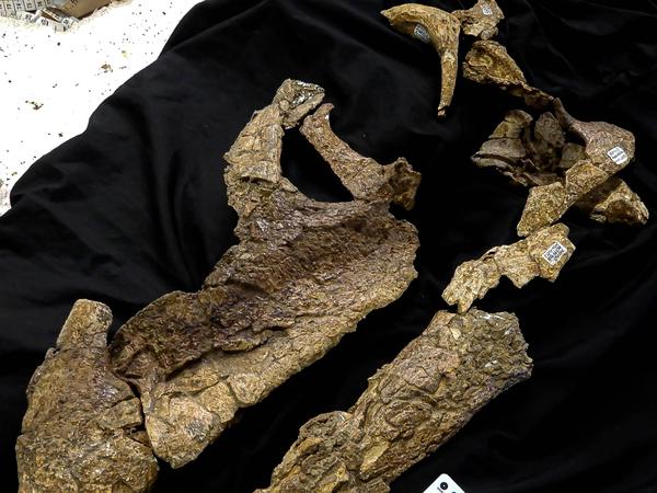 Der nahezu vollständige Schädel des Dinosauriers mit dem Spitznamen „Ann“ wurde 2018 an der Elderslie Station in der Nähe von Winton ausgegraben. 